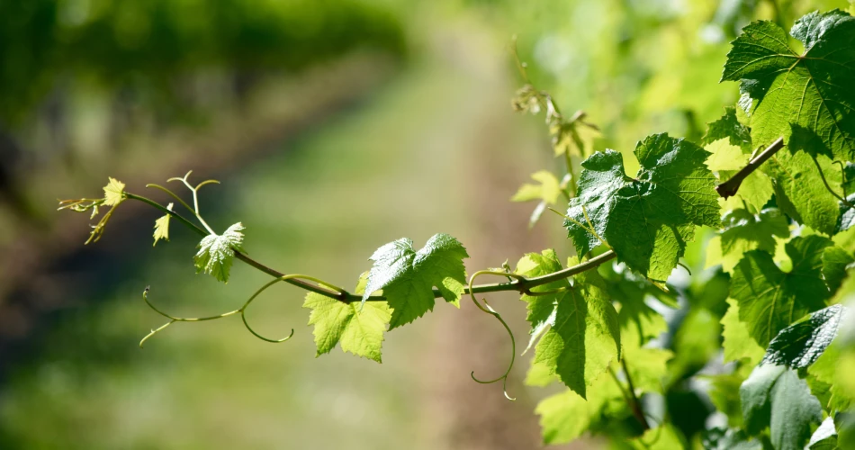 Viyana Yakınlarındaki Bisamberg Patikalarında Yürüyüş
