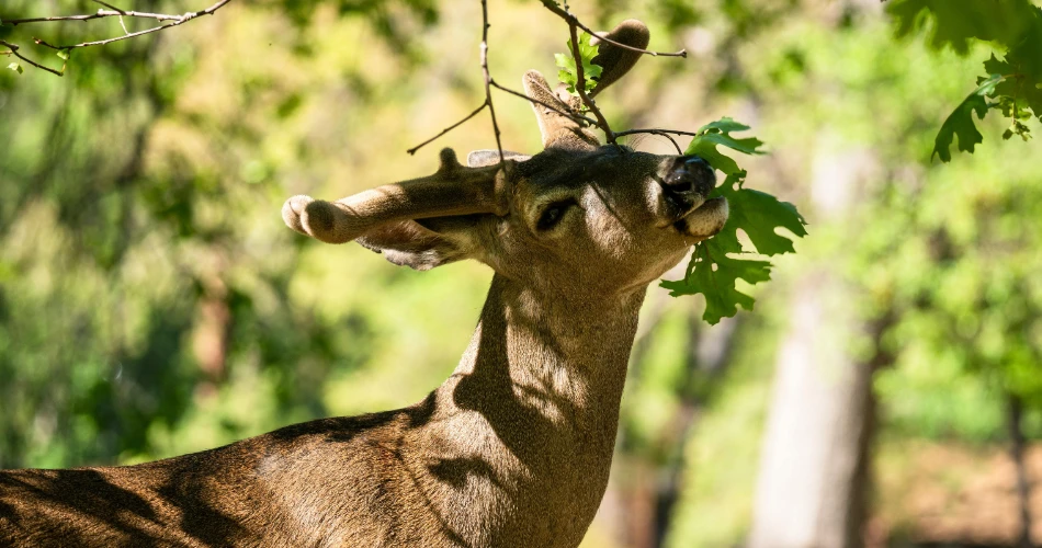 Viyana Yakınlarındaki Bisamberg Patikalarında Yürüyüş